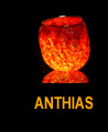 Anthias