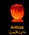 Anthias